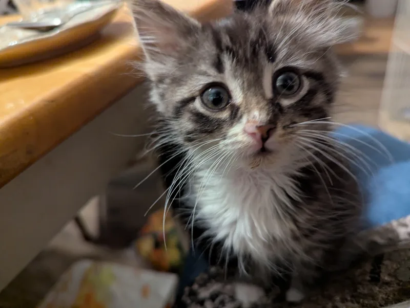 A baby medium-sized female Tabby (Brown / Chocolate) Domestic Long Hair cat named Minnie Mouse for adoption in Morristown, NJ