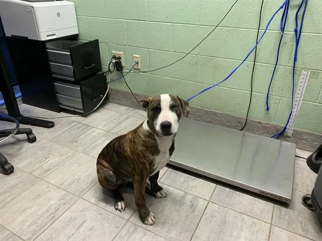 A young small-sized male American Staffordshire Terrier dog named Oswald for adoption in Grand Prairie, TX