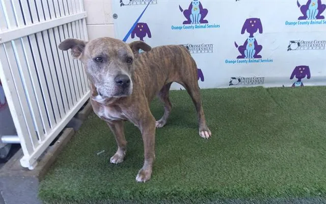 An adult large-sized female American Staffordshire Terrier dog named Reese for adoption in Orlando, FL