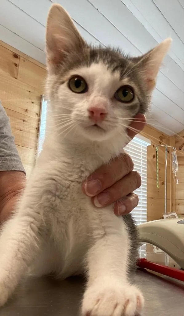 A baby medium-sized male Domestic Short Hair cat named Felix for adoption in Cumming, GA