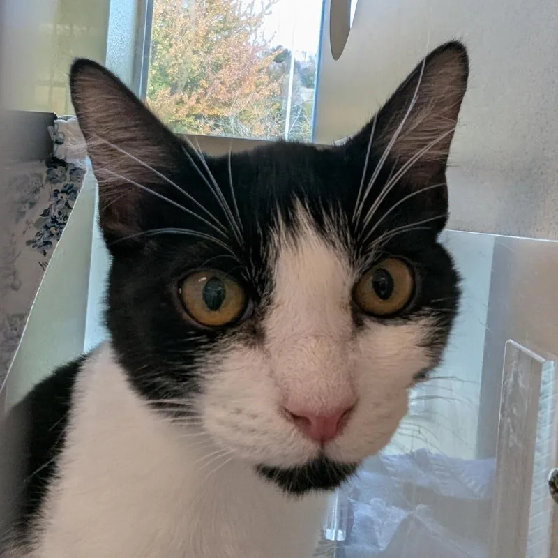 A baby small-sized female Domestic Short Hair cat named Alakazam for adoption in Tacoma, WA
