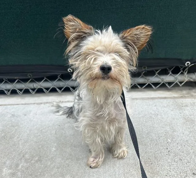 An adult small-sized male Terrier dog named Titan for adoption in Martinez, CA