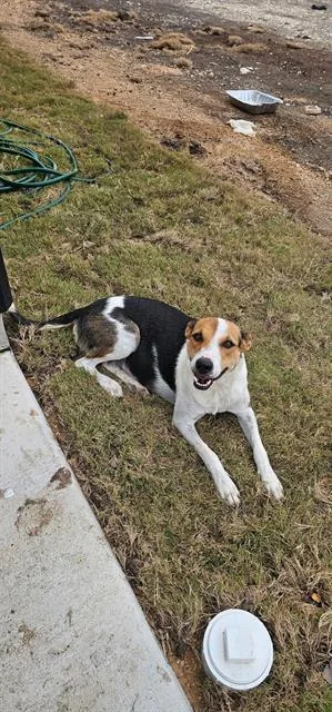 An adult medium-sized female Hound dog named Petunia for adoption in San Antonio, TX