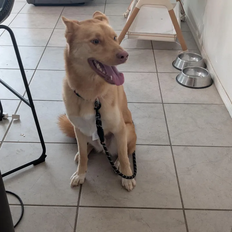 An adult medium-sized male Golden Husky dog named Rooster for adoption in Yuma, AZ