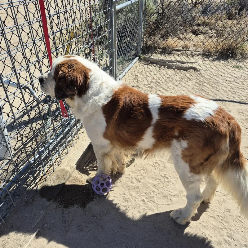An adult extra large-sized male Brown / Chocolate Saint Bernard dog named Frank for adoption in Sparks, NV
