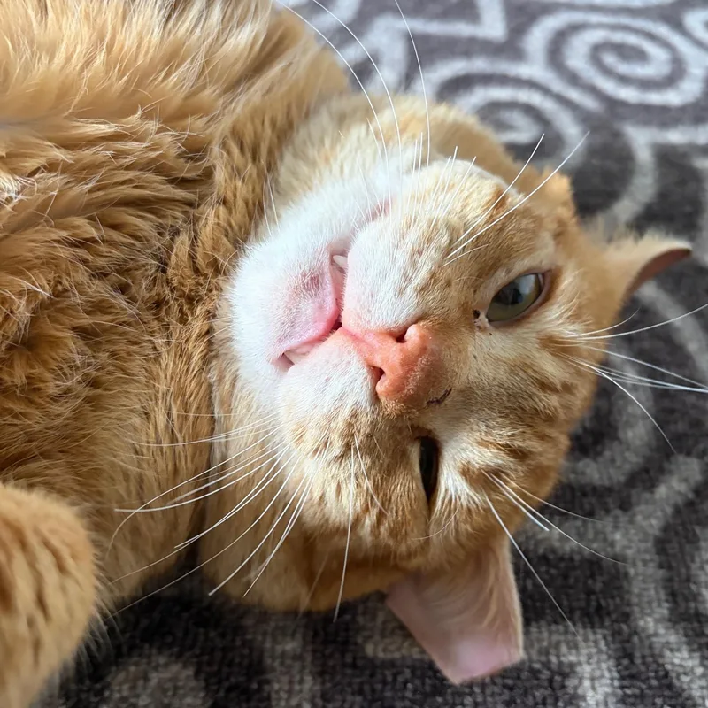 Honey Bun thumbnail 2