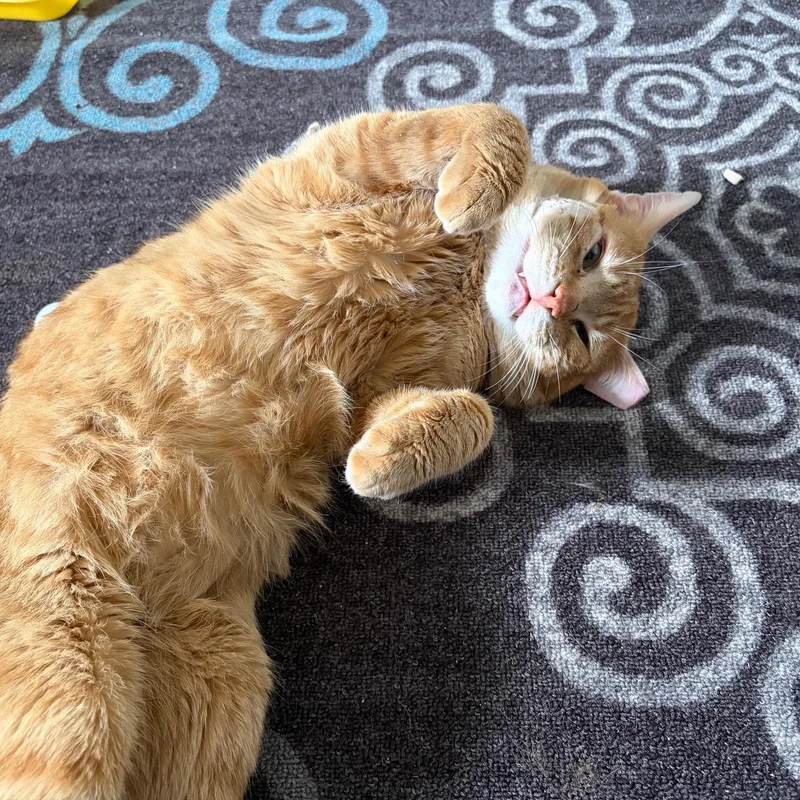 Honey Bun thumbnail 3