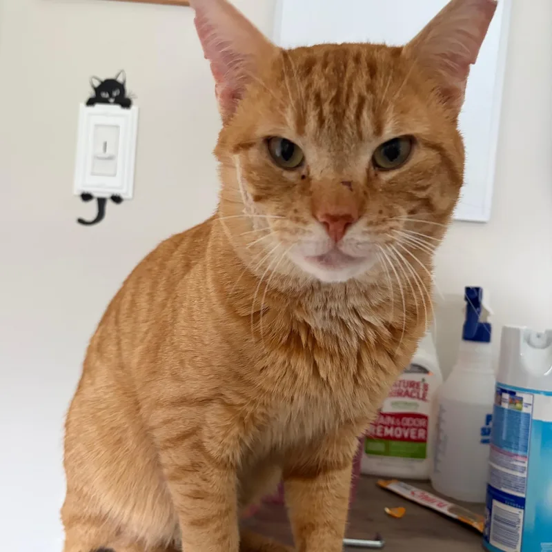 An adult large-sized male Orange & White Domestic Short Hair cat named Honey Bun for adoption in East Northport, NY