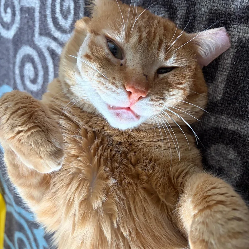 Honey Bun thumbnail 4