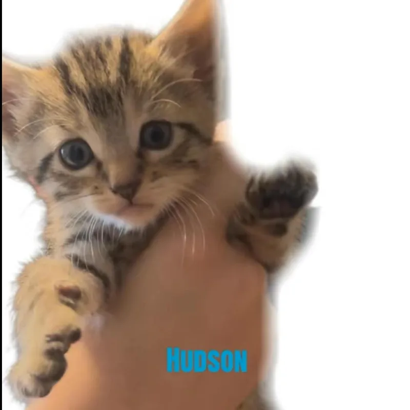A baby small-sized male Brown / Chocolate Domestic Short Hair cat named Hudson for adoption in Carmel, IN