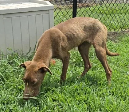 A young medium-sized female Labrador Retriever dog named Folder for adoption in Conway, SC
