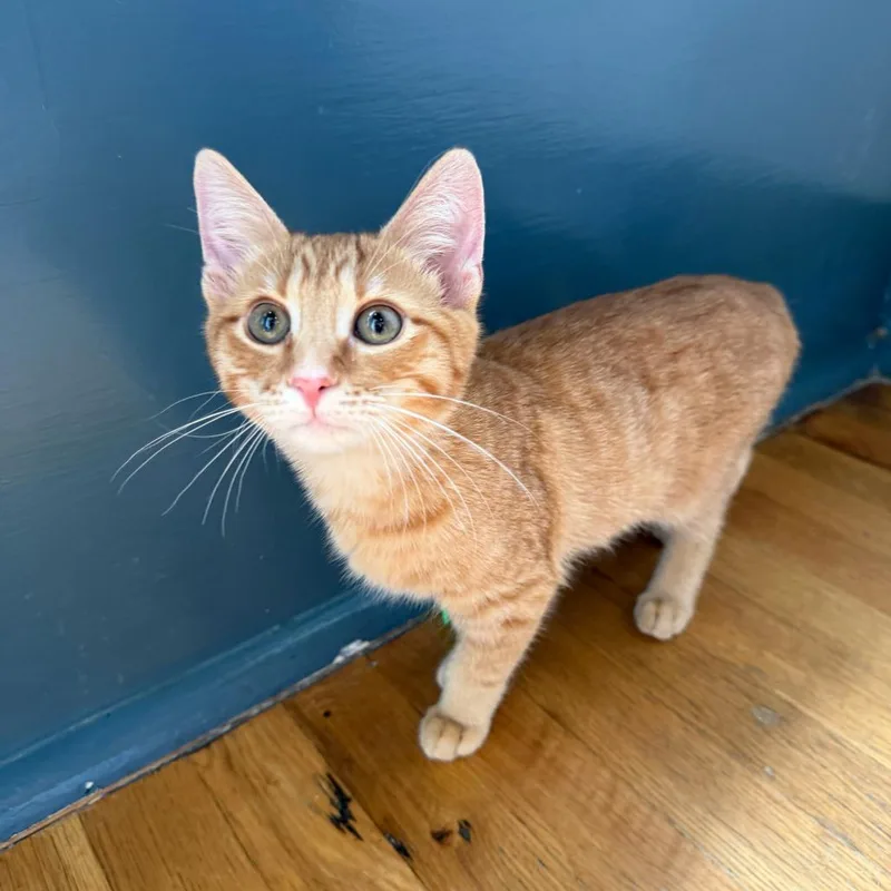 A young medium-sized male Domestic Short Hair cat named Ozzy for adoption in Stokesdale, NC