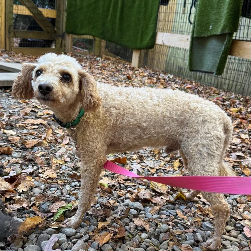 A senior small-sized male Yellow / Tan / Blond / Fawn Miniature Poodle dog named Curby for adoption in West Chester, PA