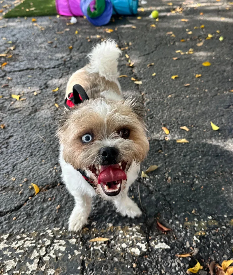 Wally