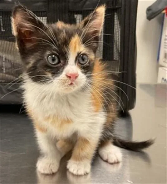 A baby small-sized female Domestic Short Hair cat named A for adoption in Ontario, CA