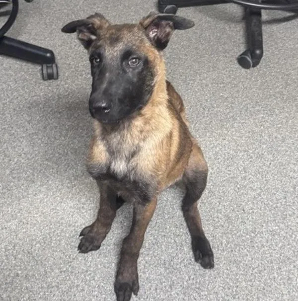 A baby small-sized male Belgian Shepherd / Sheepdog dog named Jacob for adoption in San Diego, CA