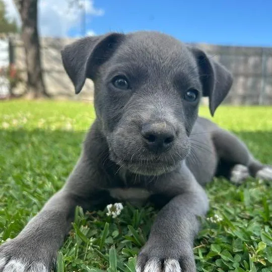 Dopalicious thumbnail 2