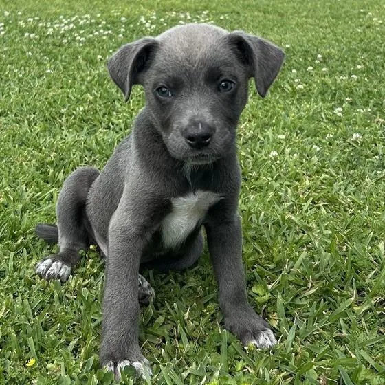 Dopalicious thumbnail 3