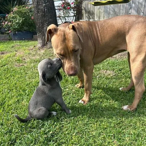 Dopalicious thumbnail 4