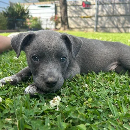 Dopalicious thumbnail 5