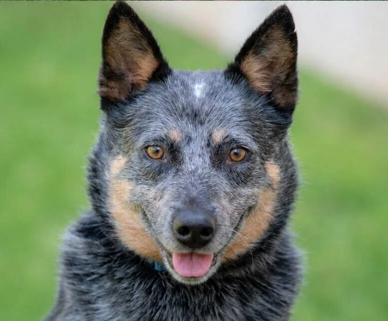 Merlin