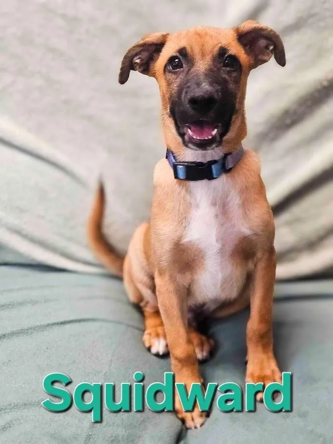 A baby large-sized male Shepherd dog named Squidward for adoption in Maryville, TN