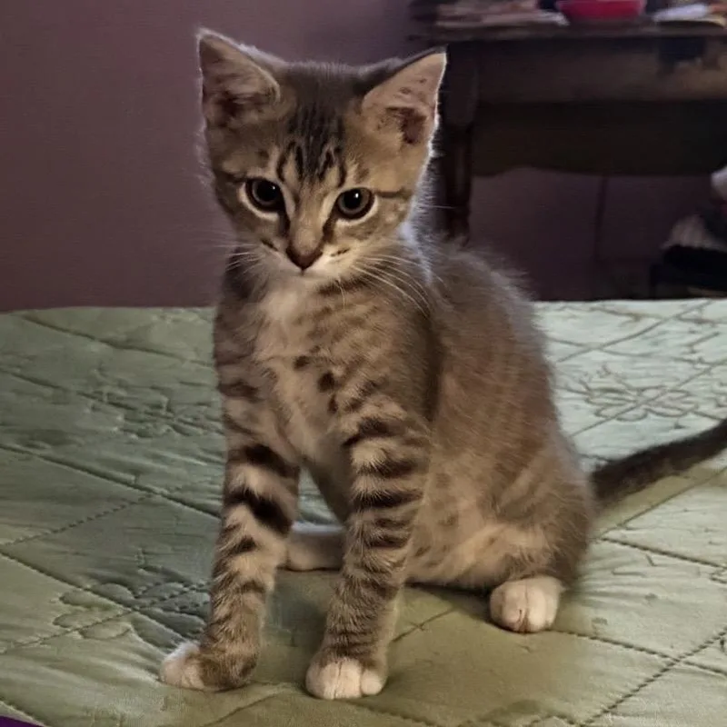 A baby small-sized male Gray / Blue / Silver Domestic Short Hair cat named Belkincop for adoption in Fredericksburg, VA