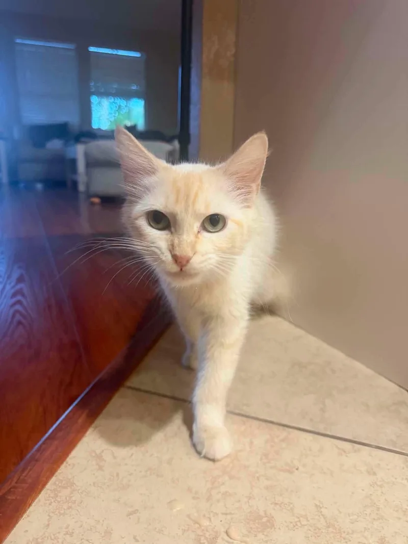 An adult medium-sized female Domestic Medium Hair cat named Roxy for adoption in Anna, TX