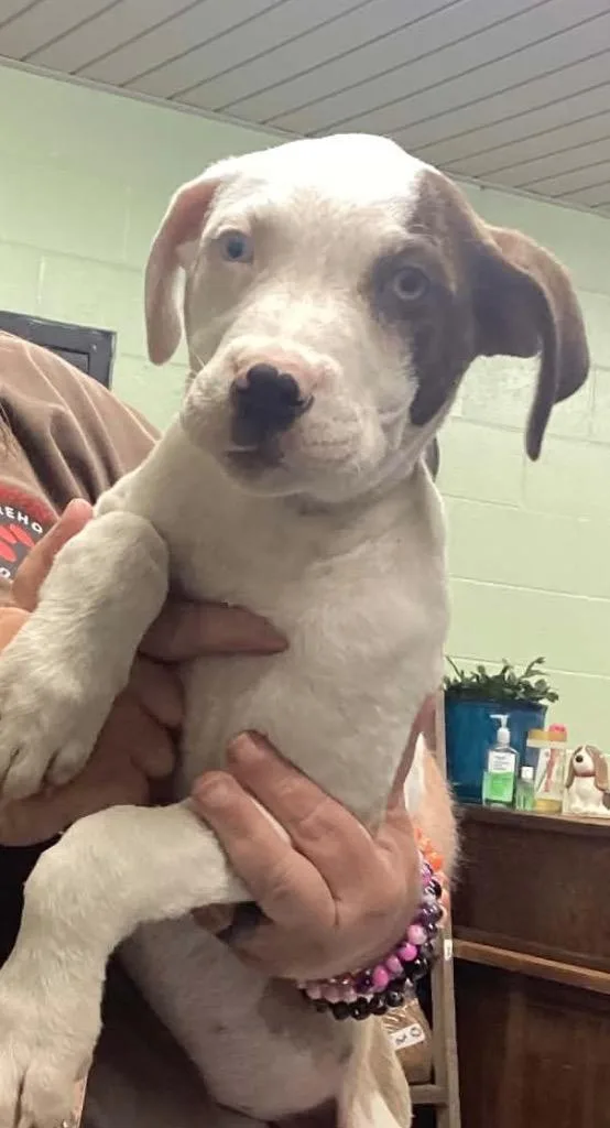 A baby small-sized female Pit Bull Terrier dog named Tilly for adoption in Beebe, AR
