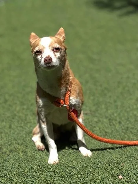 An adult small-sized female Chihuahua dog named Carolina for adoption in San Jose, CA
