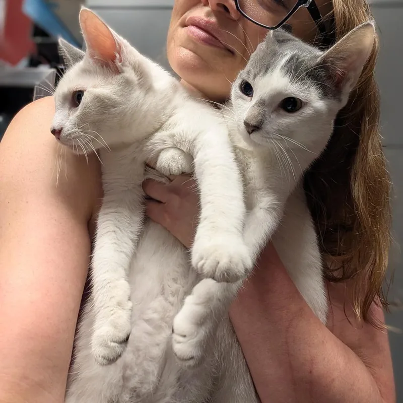 A young medium-sized male White Domestic Short Hair cat named Kuno Houston for adoption in Denver, CO