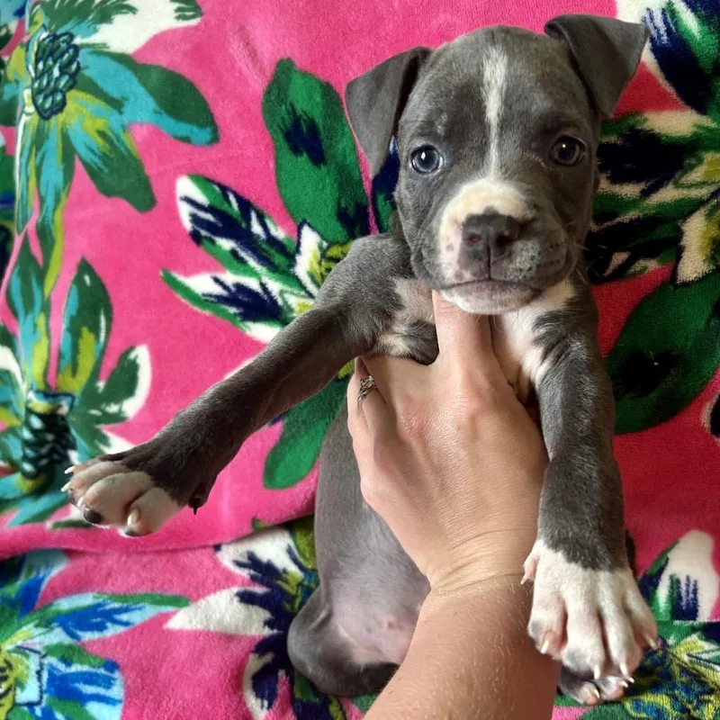 A baby medium-sized female Gray / Blue / Silver Pit Bull Terrier dog named Rogue for adoption in New Orleans, LA