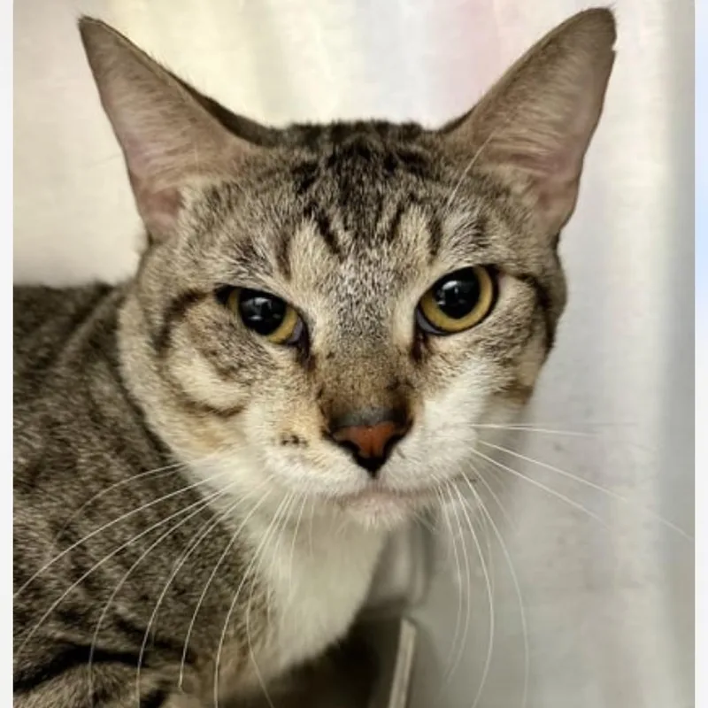 An adult large-sized male Brown / Chocolate Domestic Short Hair cat named Chad for adoption in Granby, MO
