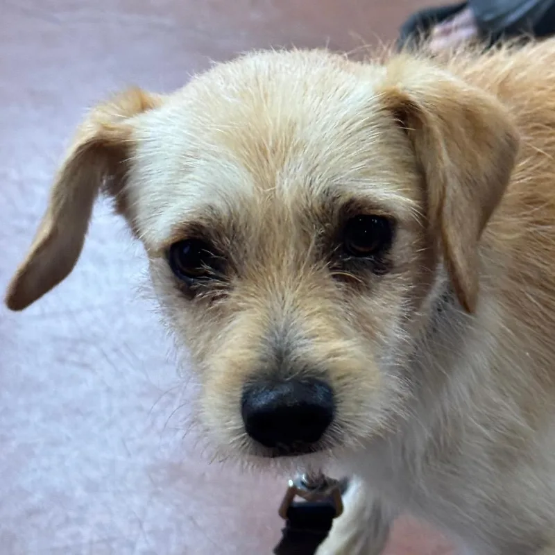 A young small-sized male Chihuahua dog named Gelato for adoption in Santa Barbara, CA