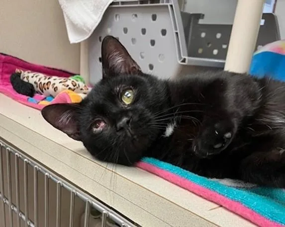 A young small-sized male Domestic Short Hair cat named Drew for adoption in Springfield, MA