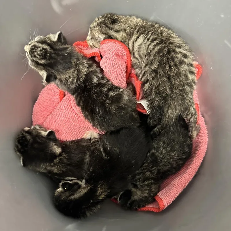 A baby small-sized female Gray / Blue / Silver Domestic Short Hair cat named Chardonnay for adoption in Abilene, TX