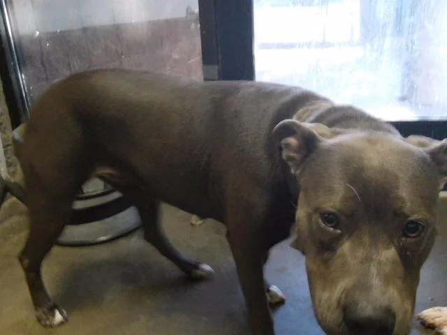 An adult large-sized male Pit Bull Terrier dog named Blue Mayne for adoption in Tulsa, OK