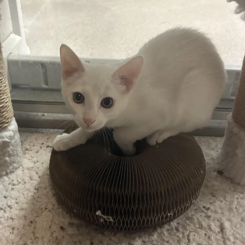 A baby small-sized male White Domestic Short Hair cat named Cloud for adoption in South Elgin, IL