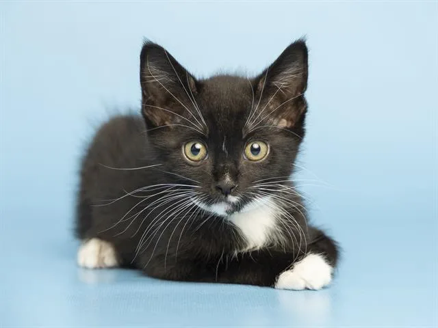 A baby small-sized male Domestic Short Hair cat named Tux for adoption in Phoenix, AZ