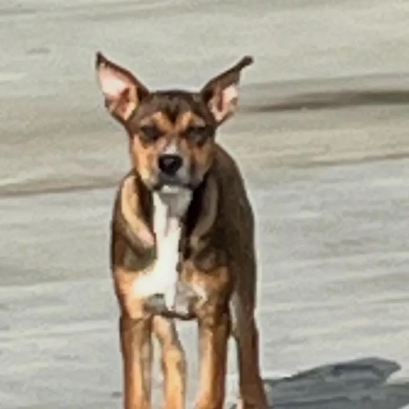 A young medium-sized male Brown / Chocolate Mixed Breed dog named Walter for adoption in Dickinson, TX