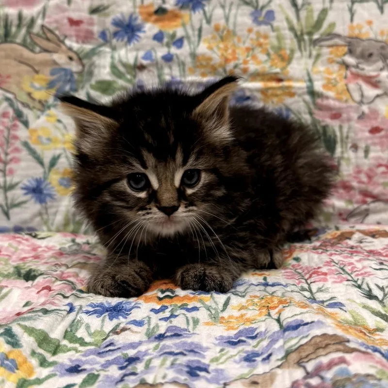 A baby small-sized female Brown / Chocolate Domestic Long Hair cat named Dahlia for adoption in Delaware, OH