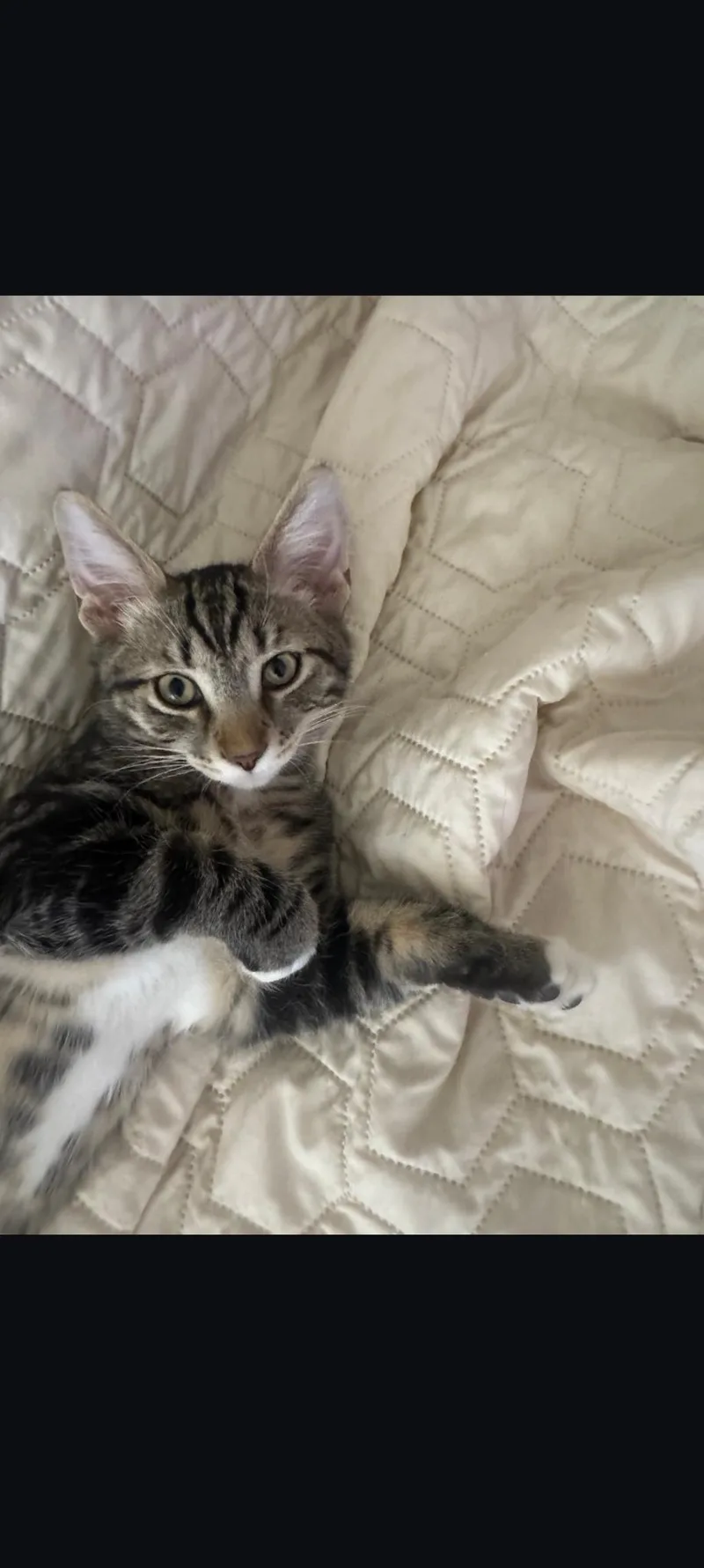 A baby small-sized male Domestic Short Hair cat named Brody for adoption in Youngtown, AZ