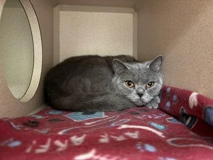 An adult medium-sized female British Shorthair cat named Beatrice for adoption in Quakertown, PA