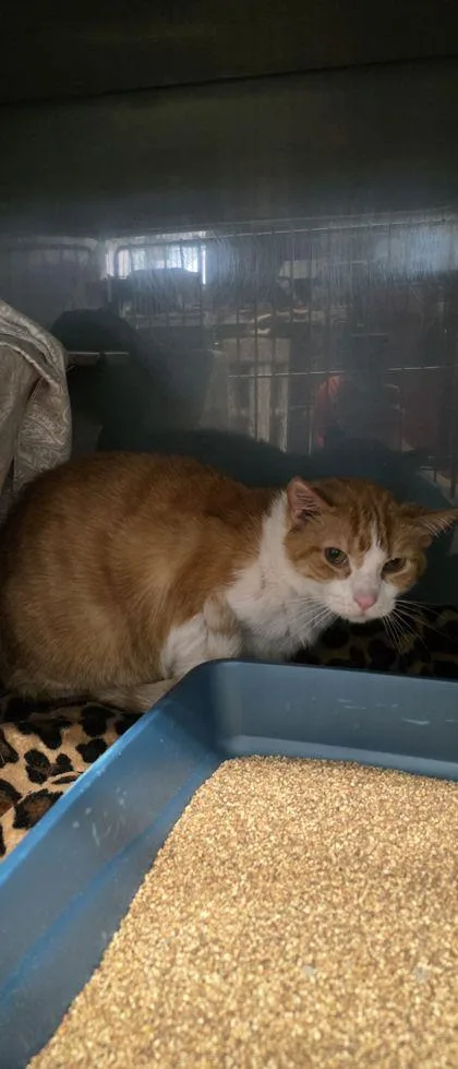 A senior medium-sized male Domestic Short Hair cat named Oliver for adoption in Shawano, WI