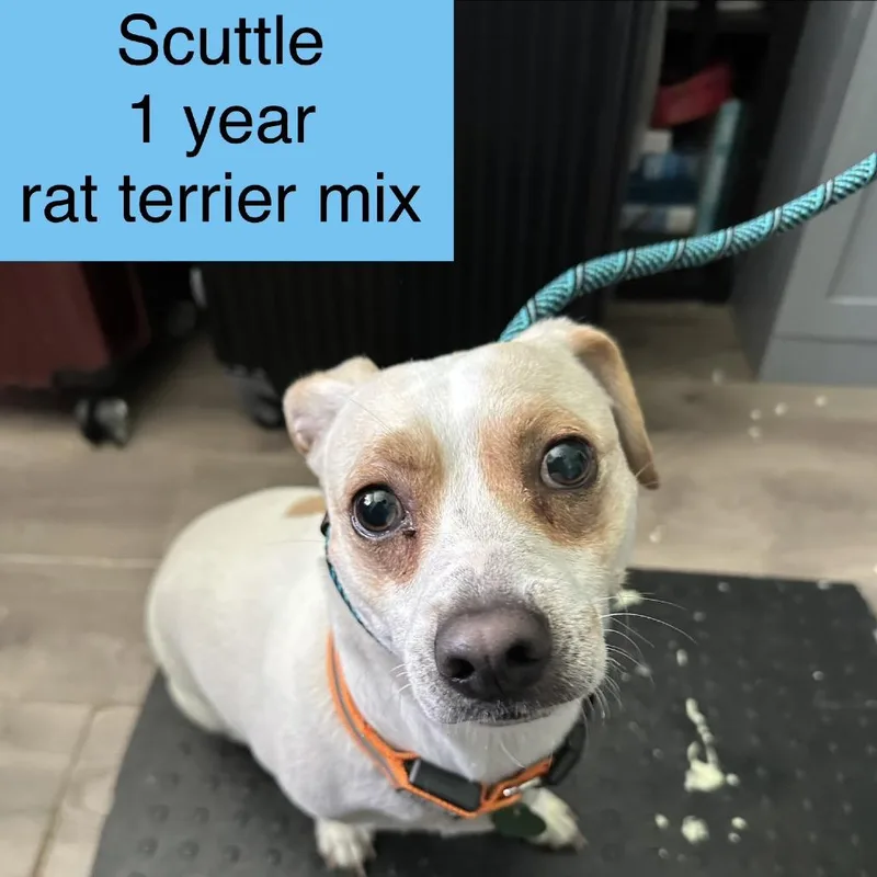 Scuttle thumbnail 4