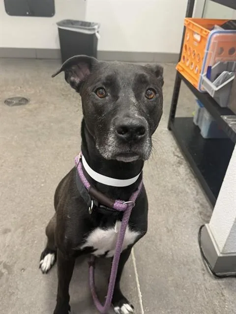 An adult large-sized female Labrador Retriever dog named Jackie for adoption in Mesa, AZ