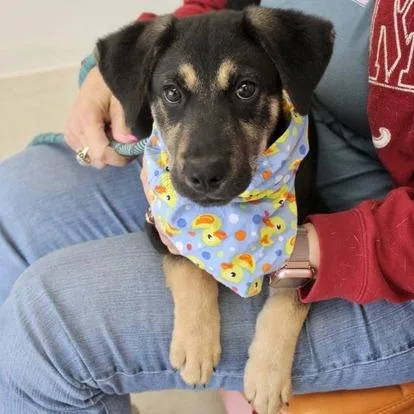 A baby small-sized male Shepherd dog named Monty for adoption in Birmingham, AL