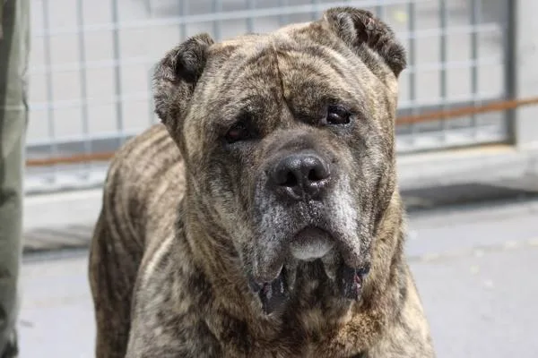 An adult large-sized male Mixed Breed dog named King for adoption in Staten Island, NY