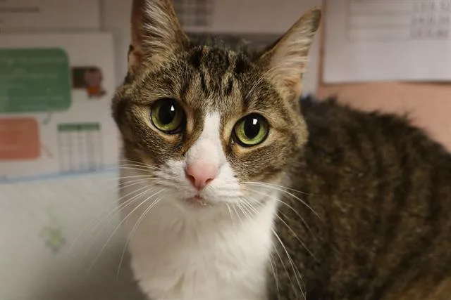 A senior medium-sized female Domestic Short Hair cat named Katy for adoption in Columbia, SC