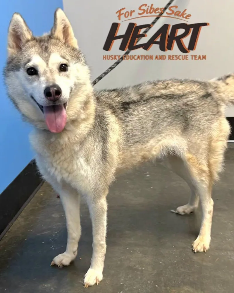 An adult medium-sized female Siberian Husky dog named Juno for adoption in Millersville, MD